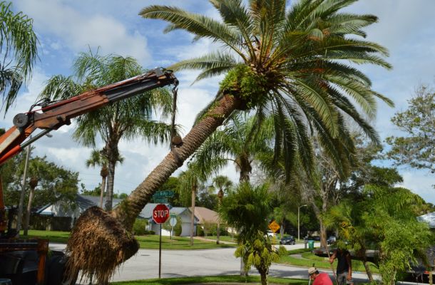 Palm-Tree-Removal-in-Livonia-Michigan