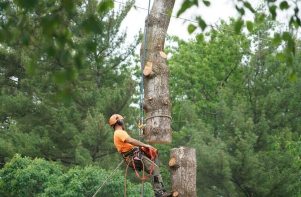 Top-Notch-Tree-Services-In-Livonia-Michigan