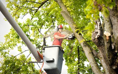 Importance of Tree Trimming Services