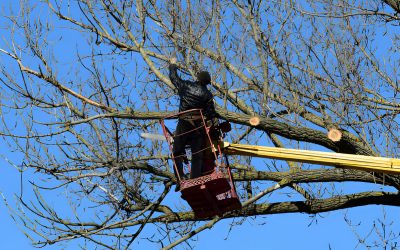 Your Tree Removal Needs