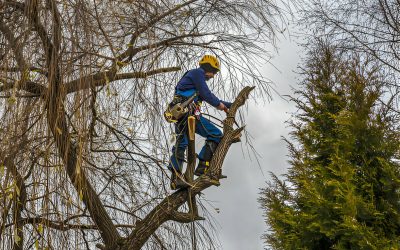 Helpful Tips To Hire The Best Tree Trimming Service