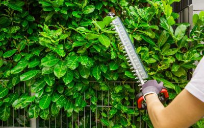 Top Tips For Tree Trimming and Cutting