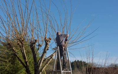 Tree Removal – How to Perform Safer Tree Removal