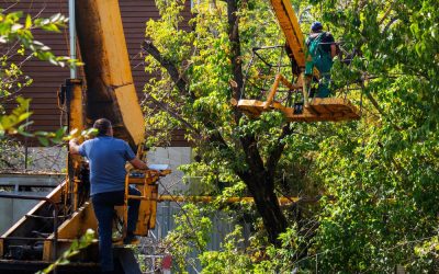 Get a Free Quote on Tree Removal