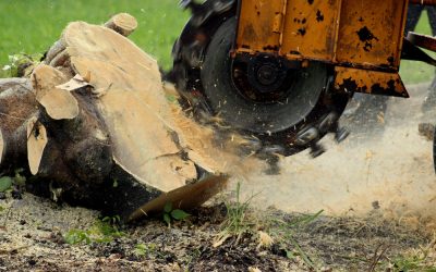 Stump Removal Specialist