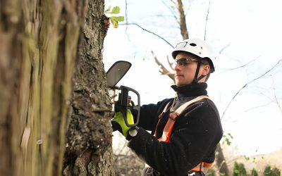 Hiring Emergency Tree Services